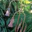 Bud Garden Lamps